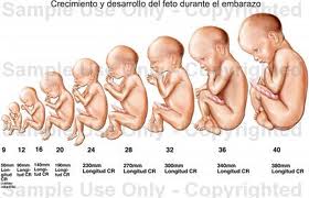 embrion desarrollandose